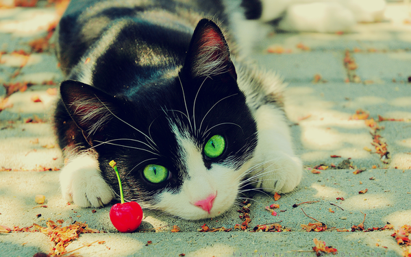 Cherries_are_Toys_by_Berryness.png